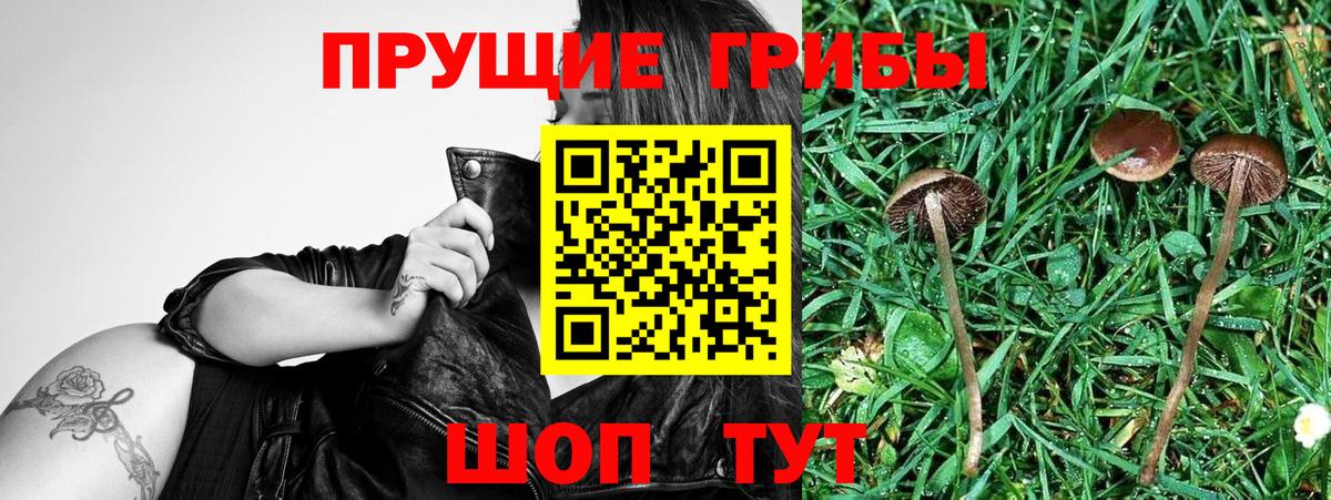 Галлюциногенные грибы Cubensis  Вход с VPN  Чапаевск  Галлюциногенные грибы Magic Shrooms 